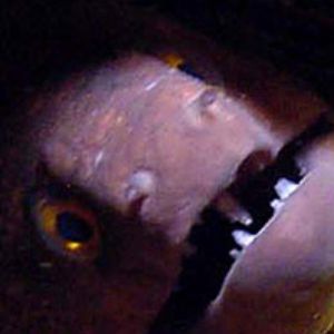 Moray in hole by Martin Dalsaso 